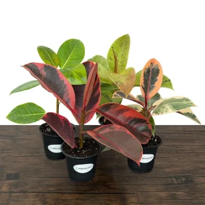 Variegated Ficus Variety Pack - Tineke, Ruby, Shivereana, Altissima - 4 inch Pot Live Plants - Image 3