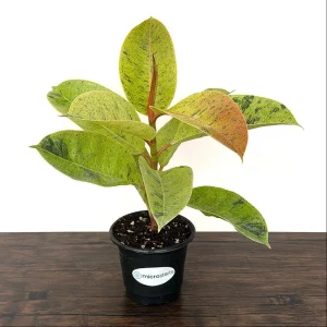 Variegated Ficus Variety Pack - Tineke, Ruby, Shivereana, Altissima - 4 inch Pot Live Plants - Image 4