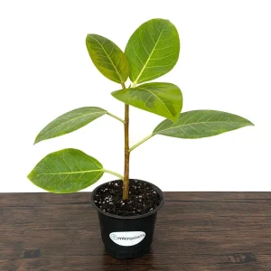 Variegated Ficus Variety Pack - Tineke, Ruby, Shivereana, Altissima - 4 inch Pot Live Plants - Image 5