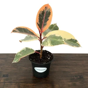 Variegated Ficus Variety Pack - Tineke, Ruby, Shivereana, Altissima - 4 inch Pot Live Plants - Image 6