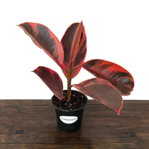 Variegated Ficus Variety Pack - Tineke, Ruby, Shivereana, Altissima - 4 inch Pot Live Plants - Image 7
