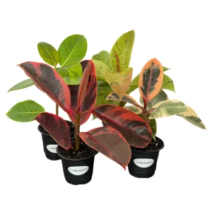 Variegated Ficus Variety Pack - Tineke, Ruby, Shivereana, Altissima - 4 inch Pot Live Plants - Image 8