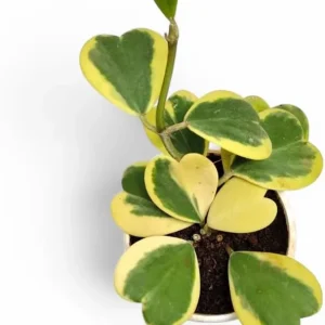 Variegated Hoya Kerrii Hearts Live Plant – 2 inch Pot – Sweetheart Hoya Houseplant - Image 2