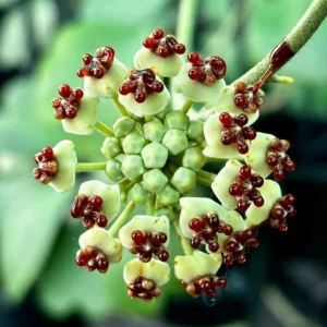 Variegated Hoya Kerrii Hearts Live Plant – 2 inch Pot – Sweetheart Hoya Houseplant - Image 3