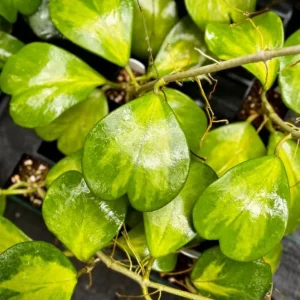 Variegated Hoya Kerrii Hearts Live Plant – 2 inch Pot – Sweetheart Hoya Houseplant - Image 4