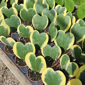 Variegated Hoya Kerrii Hearts Live Plant – 2 inch Pot – Sweetheart Hoya Houseplant - Image 5