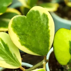 Variegated Hoya Kerrii Hearts Live Plant – 2 inch Pot – Sweetheart Hoya Houseplant - Image 6