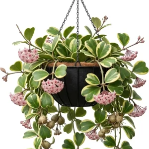 Variegated Hoya Kerrii Hearts Live Plant – 2 inch Pot – Sweetheart Hoya Houseplant - Image 1