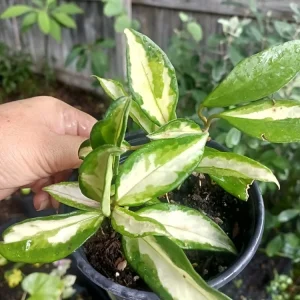 Variegated Hoya Wayetii Tricolor Live Plant – 4 inch Pot – Indoor Houseplant - Image 2