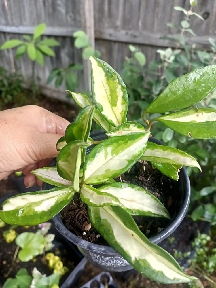 Variegated Hoya Wayetii Tricolor Live Plant – 4 inch Pot – Indoor Houseplant - Image 2