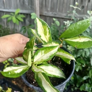 Variegated Hoya Wayetii Tricolor Live Plant – 4 inch Pot – Indoor Houseplant - Image 3