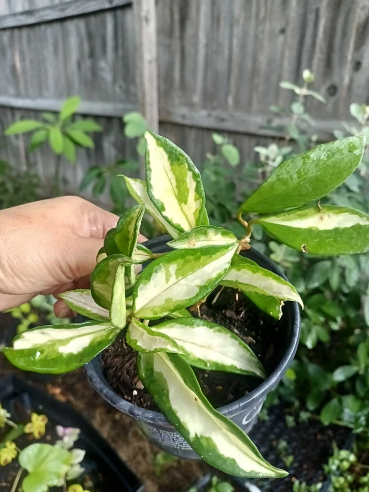 Variegated Hoya Wayetii Tricolor Live Plant – 4 inch Pot – Indoor Houseplant - Image 3