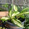 Variegated Hoya Wayetii Tricolor Live Plant – 4 inch Pot – Indoor Houseplant - Image 1