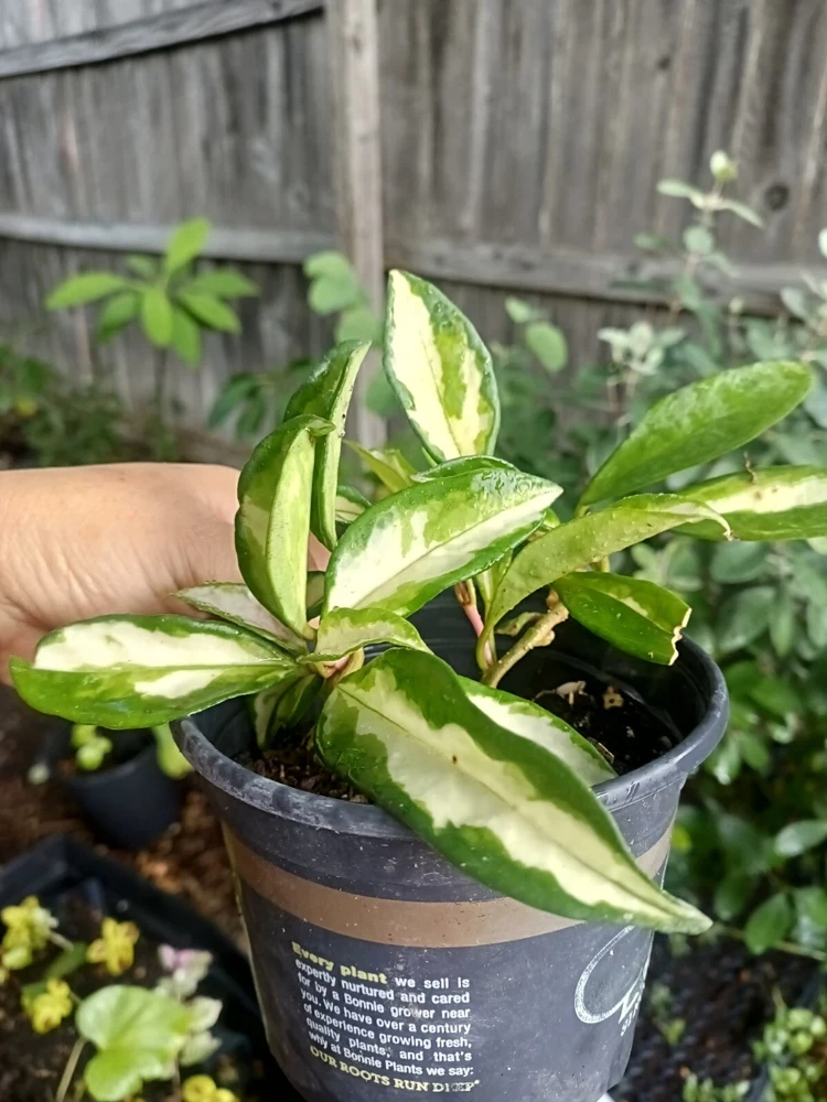 Variegated Hoya Wayetii Tricolor Live Plant – 4 inch Pot – Indoor Houseplant - Image 1