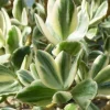 Variegated Jade Plant Cuttings – 3 Live Unrooted Crassula Ovata Variegata, 4 inch - Image 1