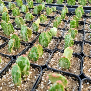 Variegated Joseph's Coat Cactus Live Plant – Opuntia monacantha – 2 inch Pot – Indoor/Outdoor - Image 10