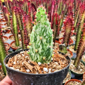 Variegated Joseph's Coat Cactus Live Plant – Opuntia monacantha – 2 inch Pot – Indoor/Outdoor - Image 11