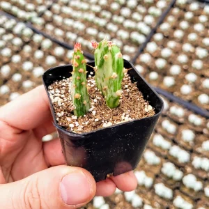 Variegated Joseph's Coat Cactus Live Plant – Opuntia monacantha – 2 inch Pot – Indoor/Outdoor - Image 9