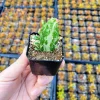Variegated Joseph's Coat Cactus Live Plant – Opuntia monacantha – 2 inch Pot – Indoor/Outdoor - Image 1