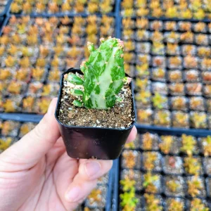 Variegated Joseph's Coat Cactus Live Plant – Opuntia monacantha – 2 inch Pot – Indoor/Outdoor - Image 1