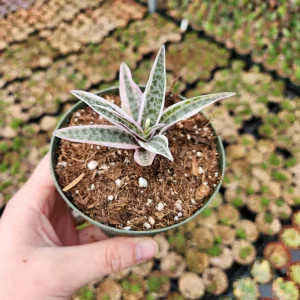 Variegated Ledebouria Scilla violacea Live Plant - 4 inch Pot - Indoor/Outdoor - Image 2