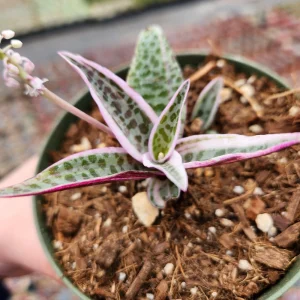 Variegated Ledebouria Scilla violacea Live Plant - 4 inch Pot - Indoor/Outdoor - Image 3