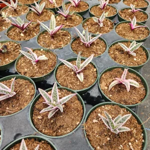 Variegated Ledebouria Scilla violacea Live Plant - 4 inch Pot - Indoor/Outdoor - Image 4