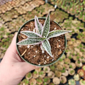 Variegated Ledebouria Scilla violacea Live Plant - 4 inch Pot - Indoor/Outdoor - Image 5