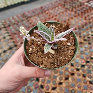 Variegated Ledebouria Scilla violacea Live Plant - 4 inch Pot - Indoor/Outdoor - Image 6
