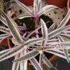 Variegated Ledebouria Scilla violacea Live Plant - 4 inch Pot - Indoor/Outdoor - Image 1