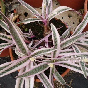 Variegated Ledebouria Scilla violacea Live Plant - 4 inch Pot - Indoor/Outdoor - Image 1