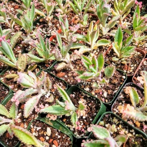 Variegated Pink Mother of Millions Live Plant, Kalanchoe Delagoensis, 2 inch Pot - Image 10