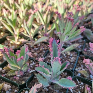 Variegated Pink Mother of Millions Live Plant, Kalanchoe Delagoensis, 2 inch Pot - Image 11
