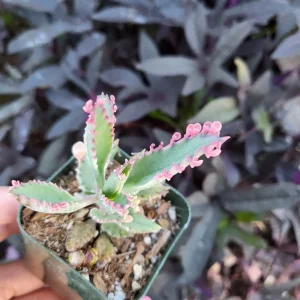 Variegated Pink Mother of Millions Live Plant, Kalanchoe Delagoensis, 2 inch Pot - Image 12