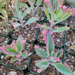 Variegated Pink Mother of Millions Live Plant, Kalanchoe Delagoensis, 2 inch Pot - Image 13