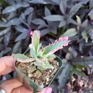 Variegated Pink Mother of Millions Live Plant, Kalanchoe Delagoensis, 2 inch Pot - Image 14