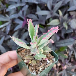 Variegated Pink Mother of Millions Live Plant, Kalanchoe Delagoensis, 2 inch Pot - Image 15