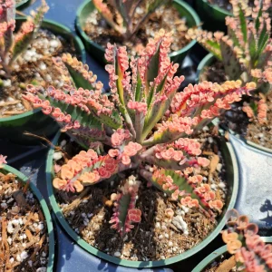 Variegated Pink Mother of Millions Live Plant, Kalanchoe Delagoensis, 2 inch Pot - Image 7