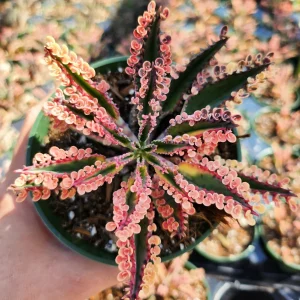 Variegated Pink Mother of Millions Live Plant, Kalanchoe Delagoensis, 2 inch Pot - Image 8