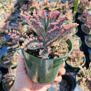 Variegated Pink Mother of Millions Live Plant, Kalanchoe Delagoensis, 2 inch Pot - Image 9