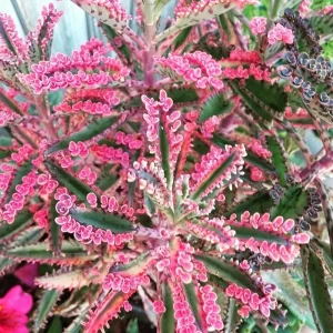 Variegated Pink Mother of Millions Live Plant, Kalanchoe Delagoensis, 2 inch Pot - Image 1