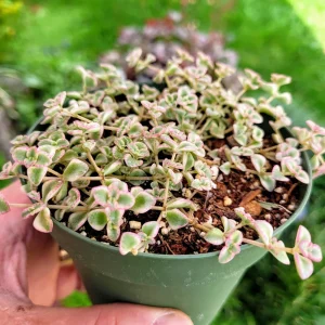 Variegated Sedum 'Little Missy' Live Succulent Plant – 4 inch Potted - Image 2