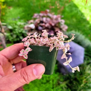 Variegated Sedum 'Little Missy' Live Succulent Plant – 4 inch Potted - Image 4