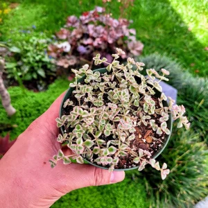 Variegated Sedum 'Little Missy' Live Succulent Plant – 4 inch Potted - Image 1