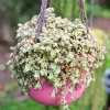 Variegated Sedum 'Little Missy' Live Succulent Plant 2" or 4" Pot - Groundcover - Image 1
