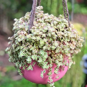 Variegated Sedum 'Little Missy' Live Succulent Plant 2