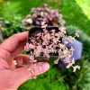 Variegated Sedum 'Little Missy' Live Succulent Plant - 2 inch Pot, Groundcover - Image 1