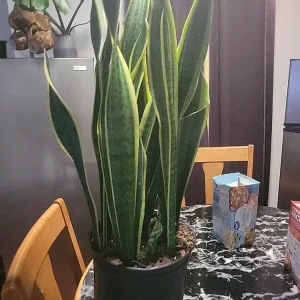 Variegated Snake Plant - Sansevieria laurentii Live Plant - Indoor/Outdoor Succulent - Image 2