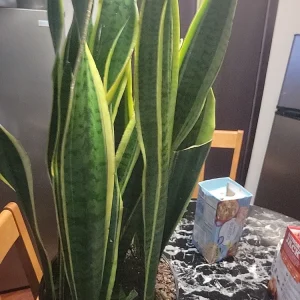 Variegated Snake Plant - Sansevieria laurentii Live Plant - Indoor/Outdoor Succulent - Image 3