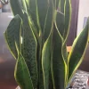 Variegated Snake Plant - Sansevieria laurentii Live Plant - Indoor/Outdoor Succulent - Image 1
